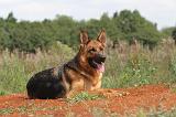 BERGER ALLEMAND 393